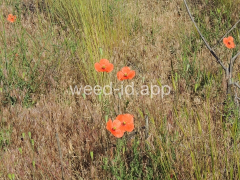 poppy, field